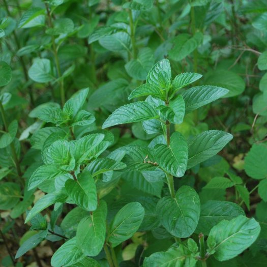 Mentha × piperita